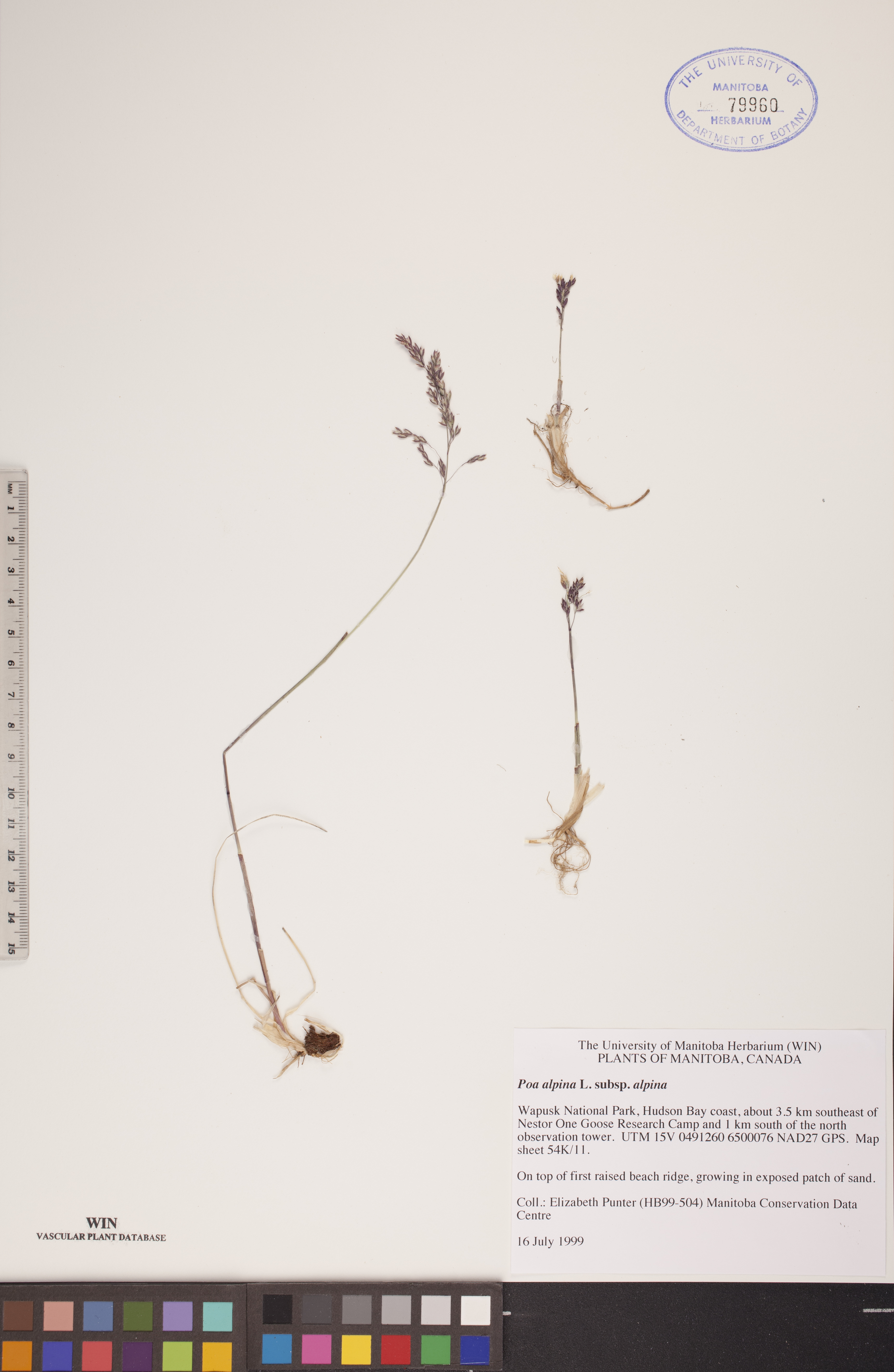 Poa alpina subsp. alpina image